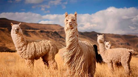  Alpaca – Tecido de Luxo e Sustentabilidade Extraordinária!