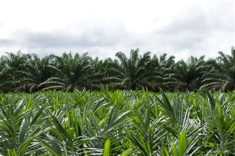  Palma de Óleo: Uma Maravilha Tropical para Biocombustíveis e Produtos Químicos Sustentáveis?!